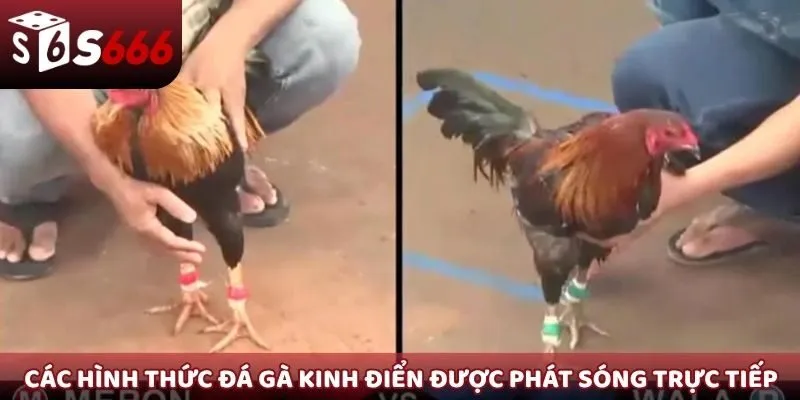 Các hình thức đá gà kinh điển được phát sóng trực tiếp