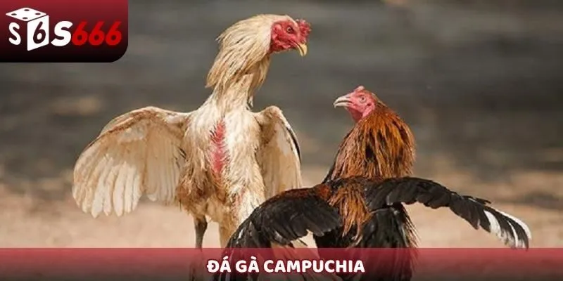 Đá gà Campuchia