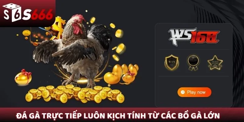 Đá gà trực tiếp luôn kịch tính đến từ các bồ gà lớn
