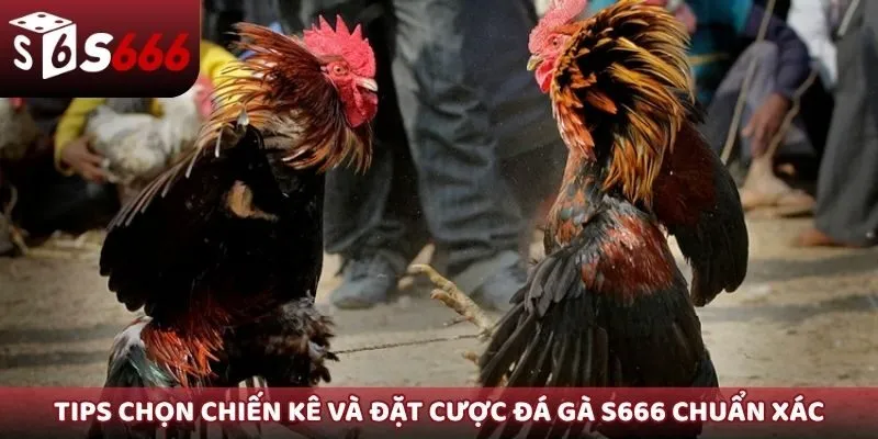 Tips chọn chiến kê và đặt cược đá gà S666 chuẩn xác