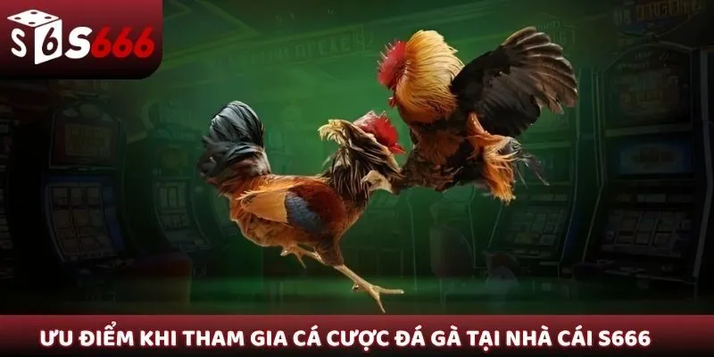 Ưu điểm khi tham gia cá cược đá gà tại nhà cái S666